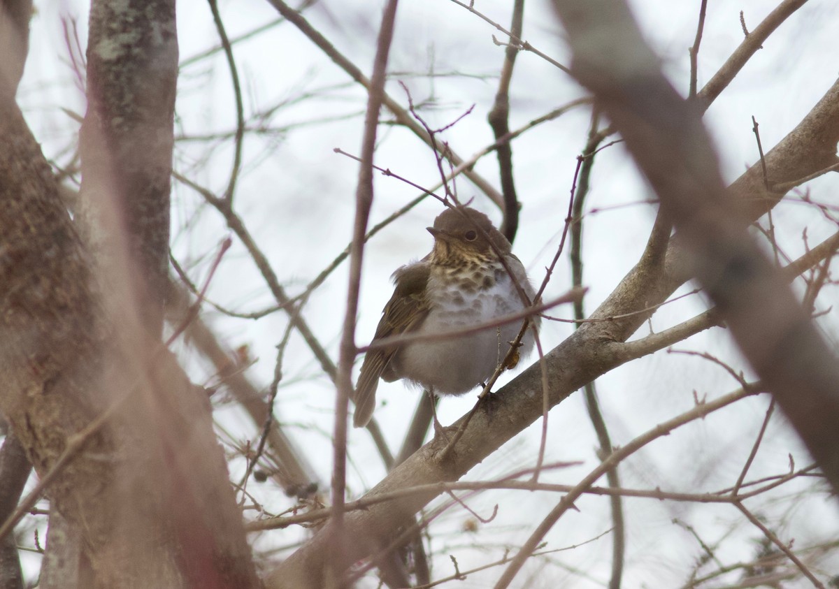 Swainson's Thrush - ML195053061