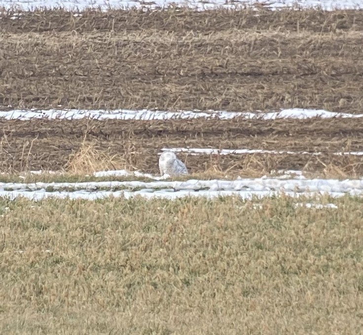 Snowy Owl - ML195053191