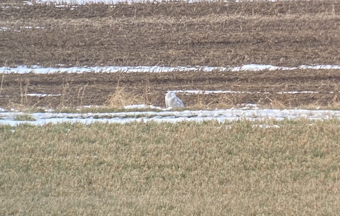 Snowy Owl - ML195053201