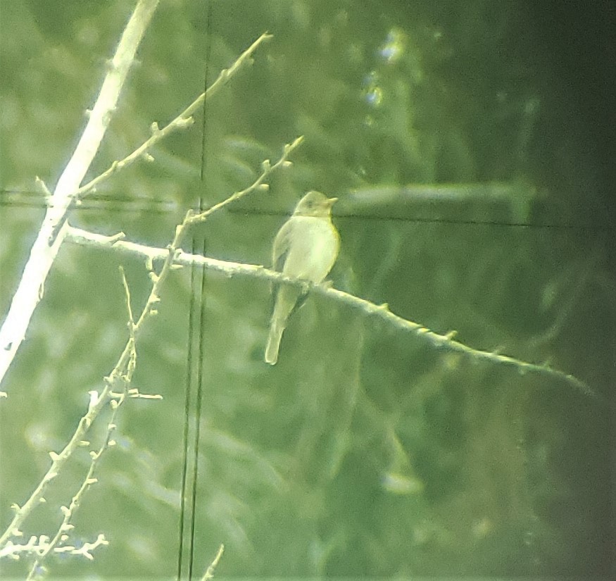 Greater Pewee - ML195054711