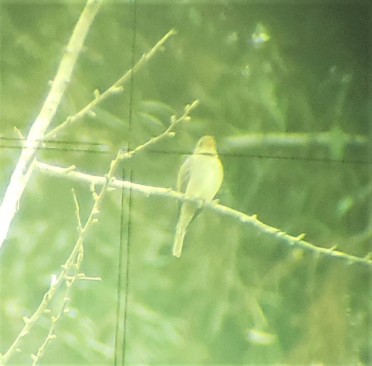 Greater Pewee - ML195054791