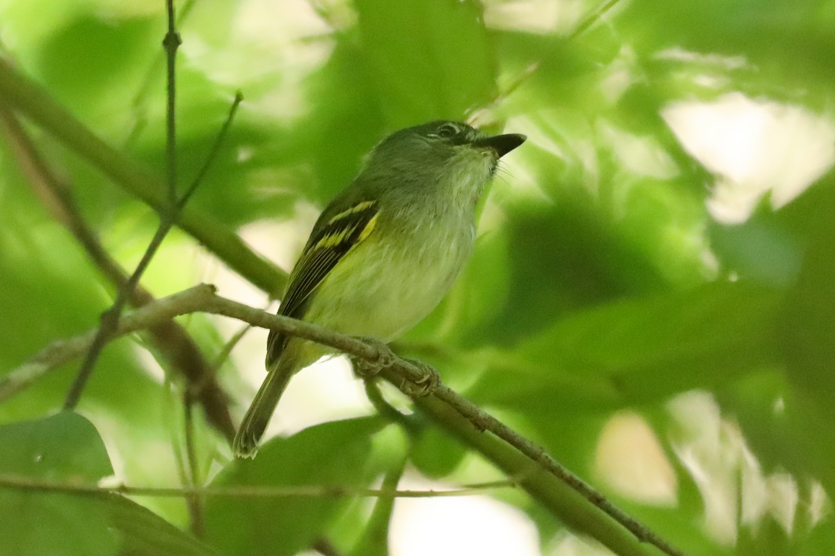 Slate-headed Tody-Flycatcher - ML195054931