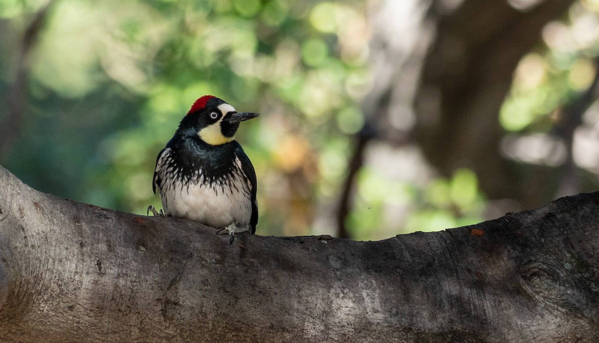 Acorn Woodpecker - ML195056191