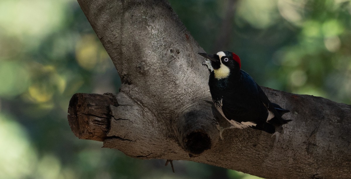 Acorn Woodpecker - ML195056201