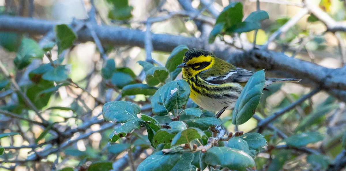 Townsend's Warbler - Forest Botial-Jarvis