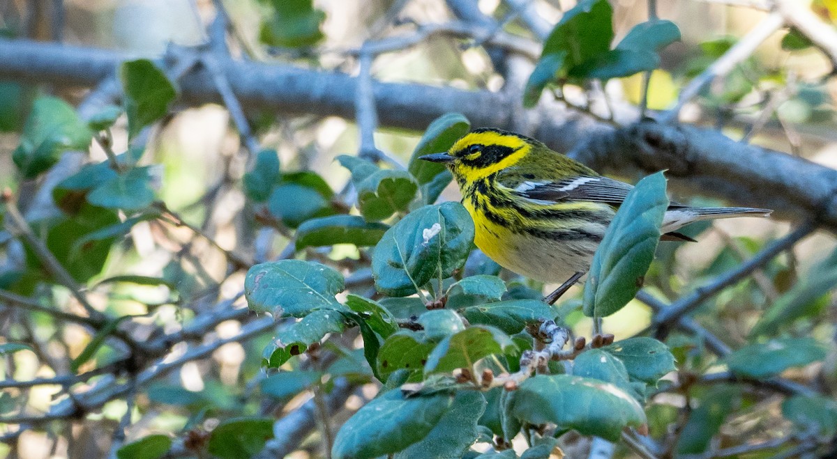 Townsend's Warbler - ML195056561