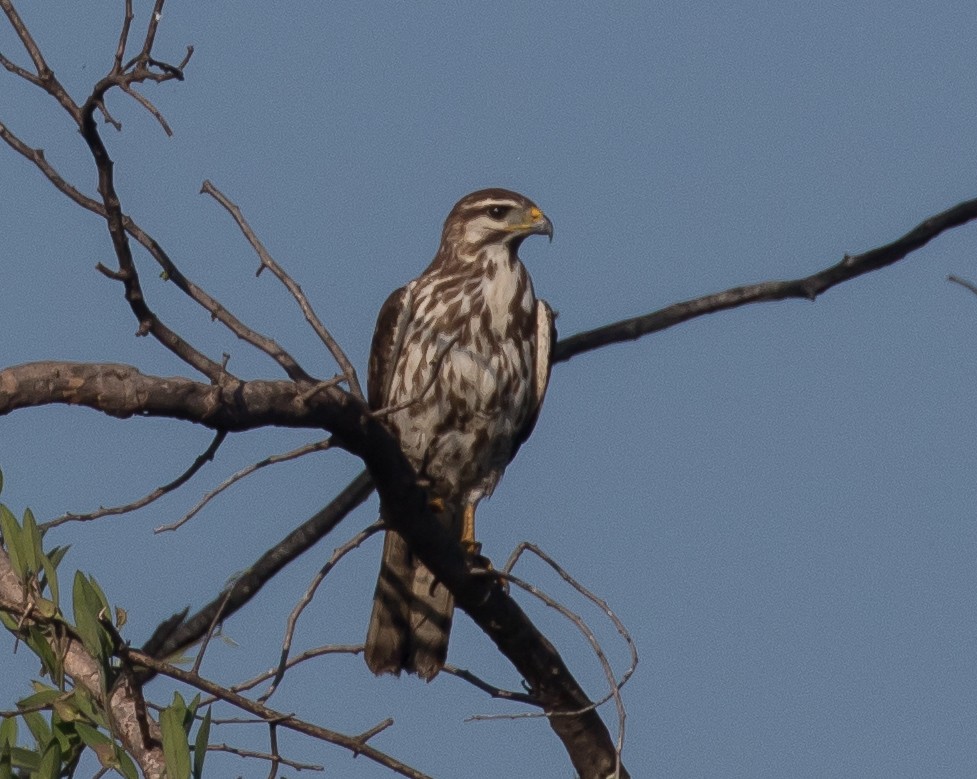Gray Hawk - ML195058561