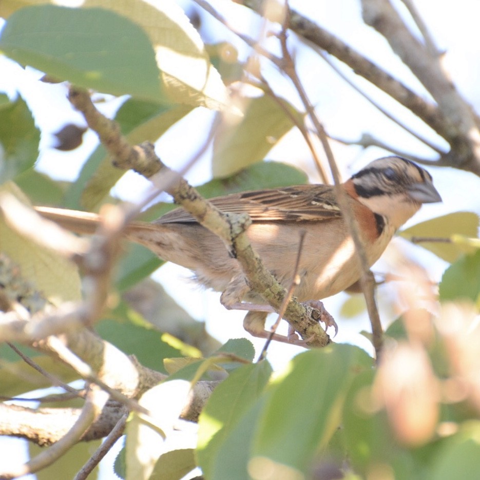 Rufous-collared Sparrow - ML195059941