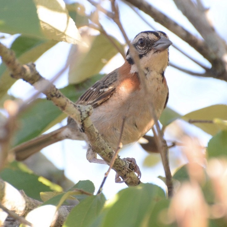 Rufous-collared Sparrow - Rodrigo Ávila