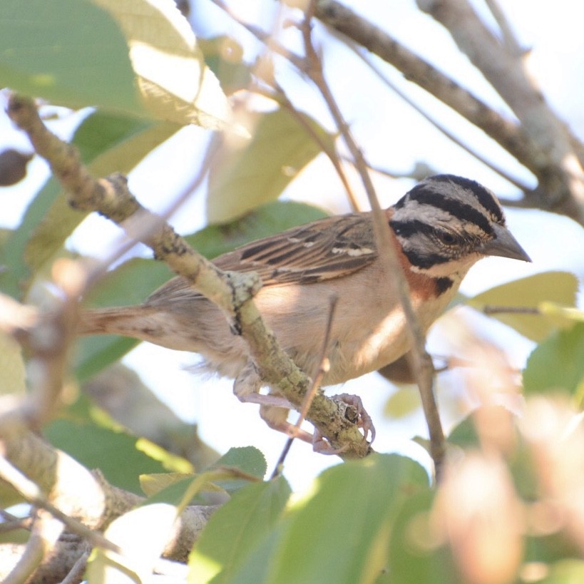 Rufous-collared Sparrow - Rodrigo Ávila