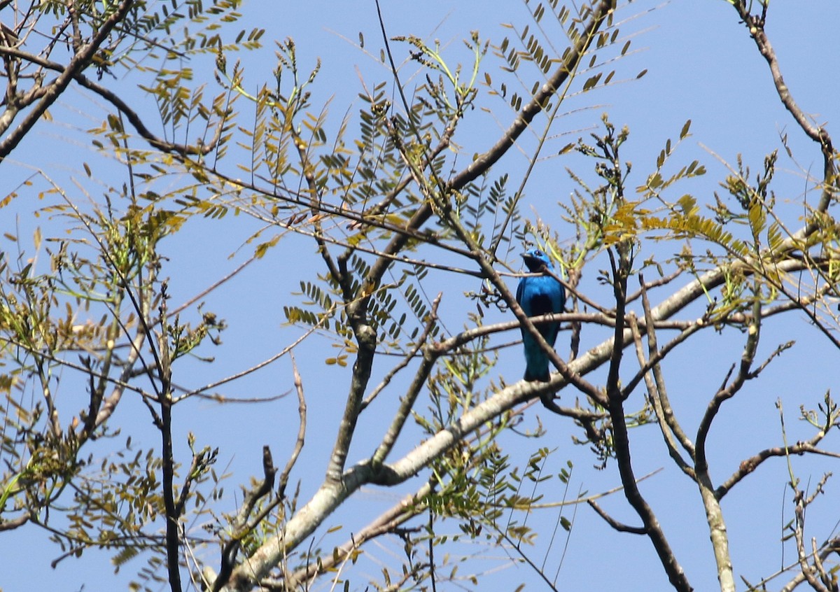 Blue Cotinga - ML195060281