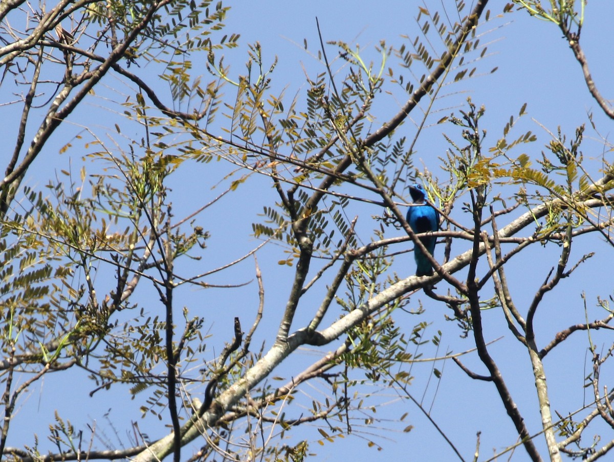 Blue Cotinga - ML195060331
