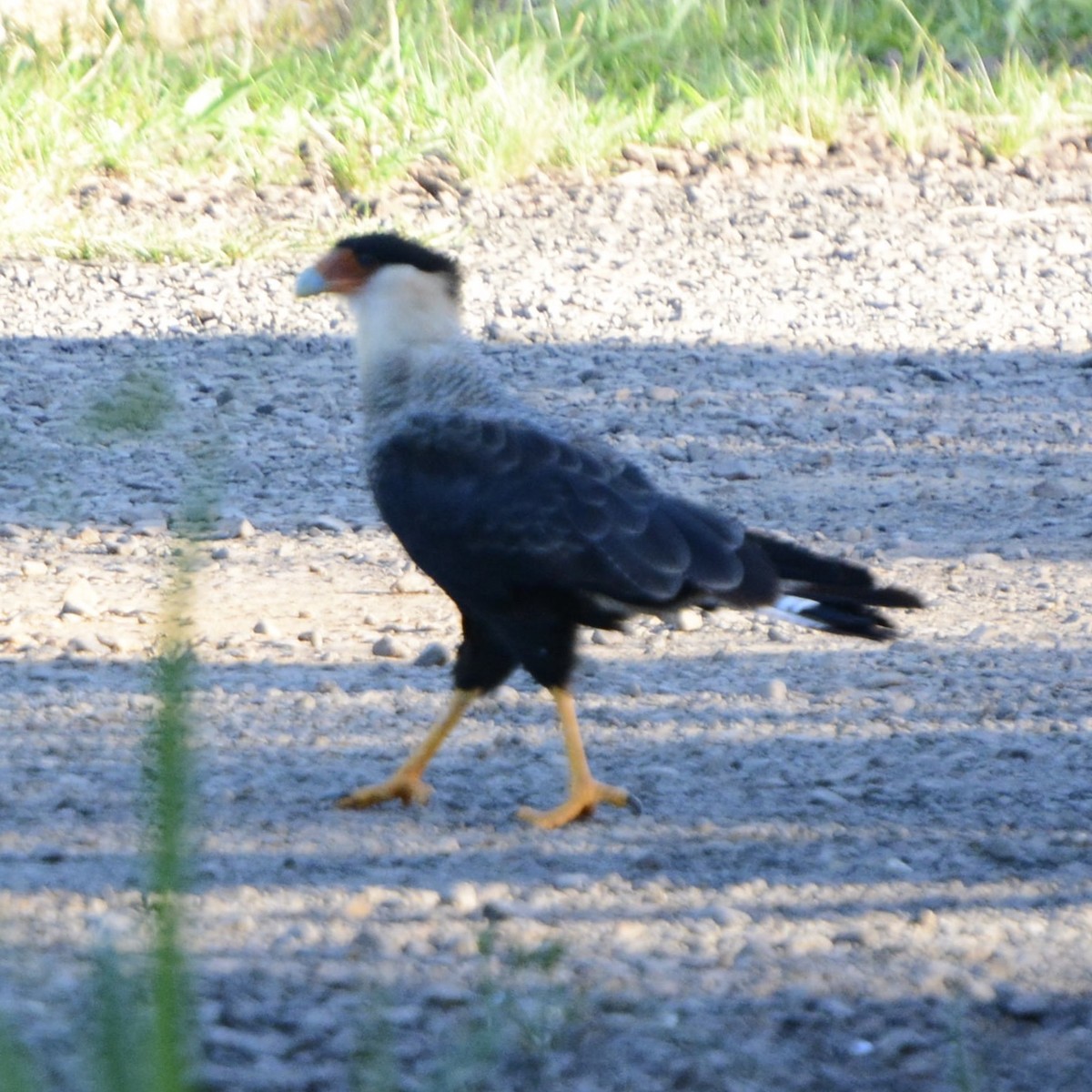 Crested Caracara (Southern) - ML195060851