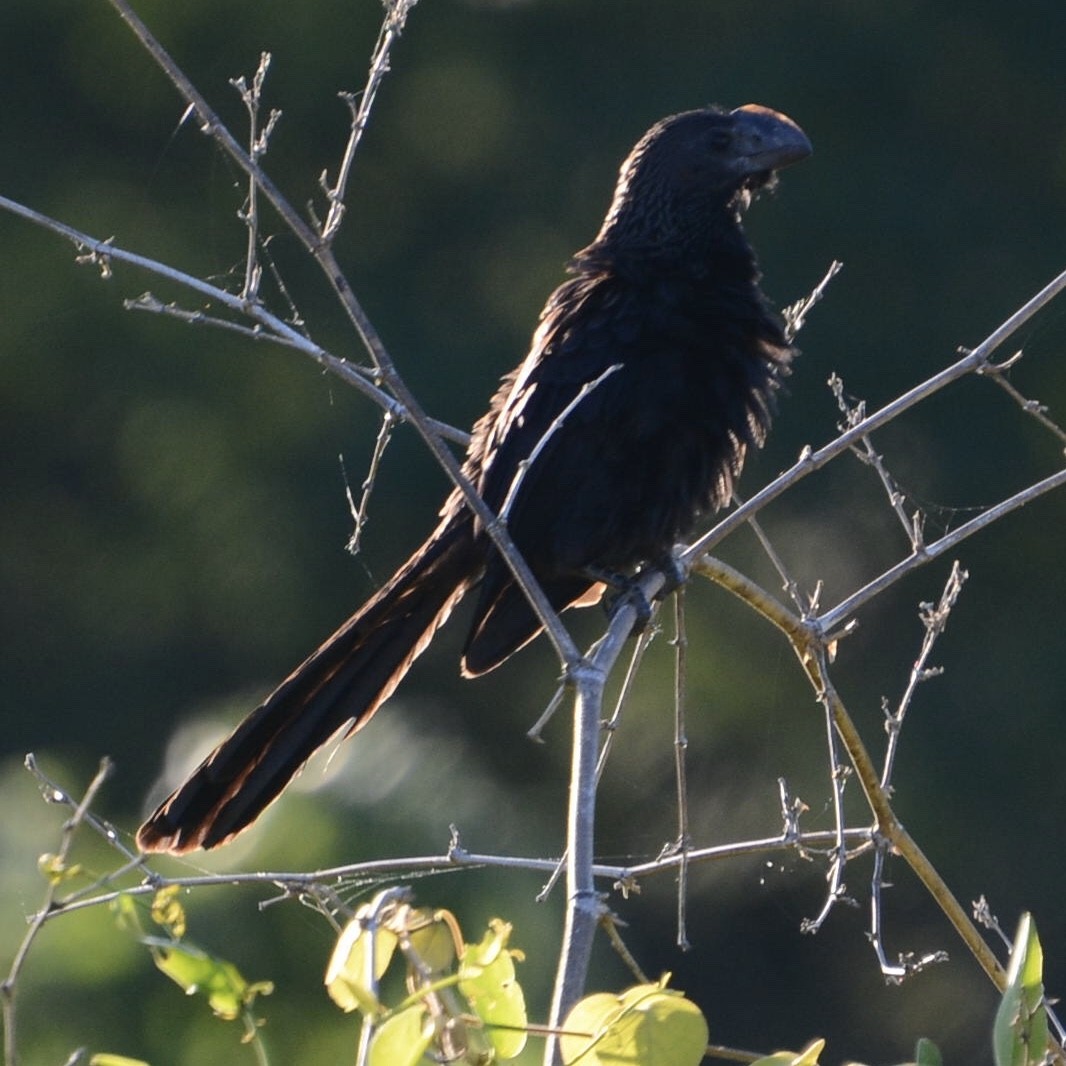 Smooth-billed Ani - Rodrigo Ávila