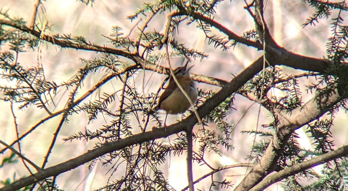 Carolina Wren - ML195062181