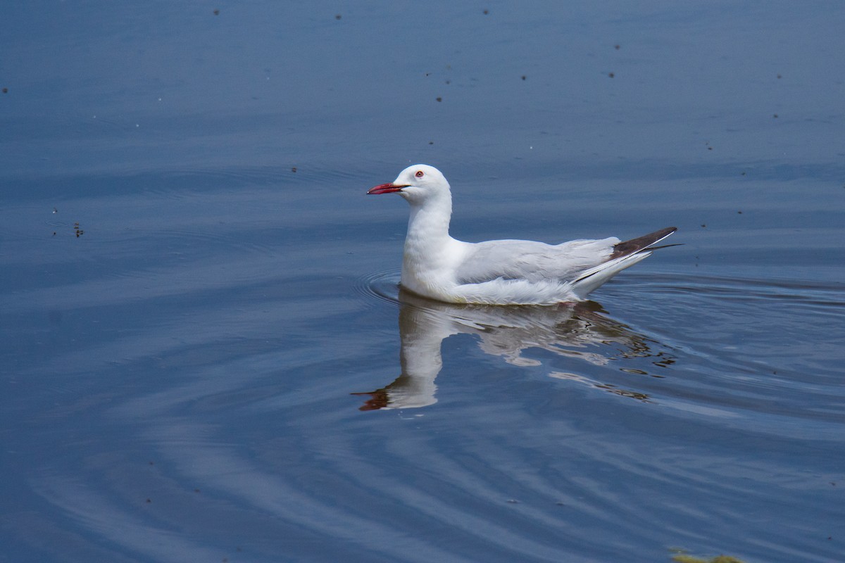 Slender-billed Gull - Antonio Tamayo