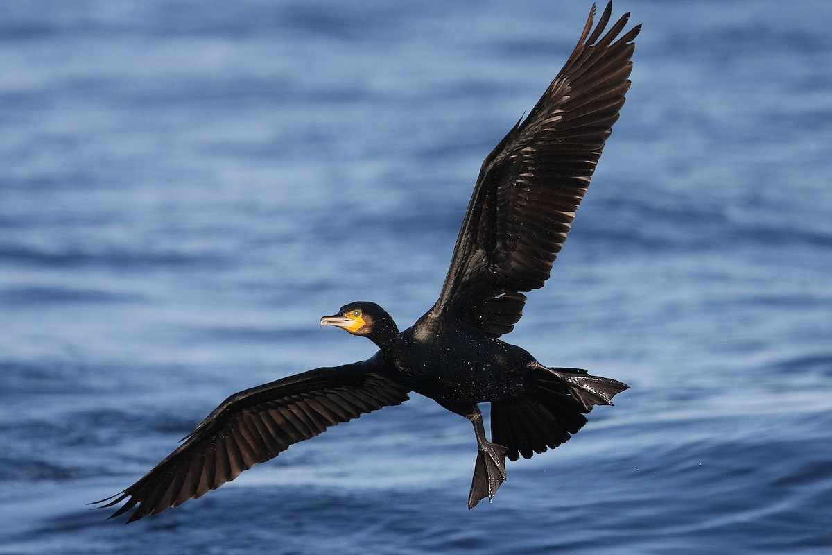 Great Cormorant - ML195064851