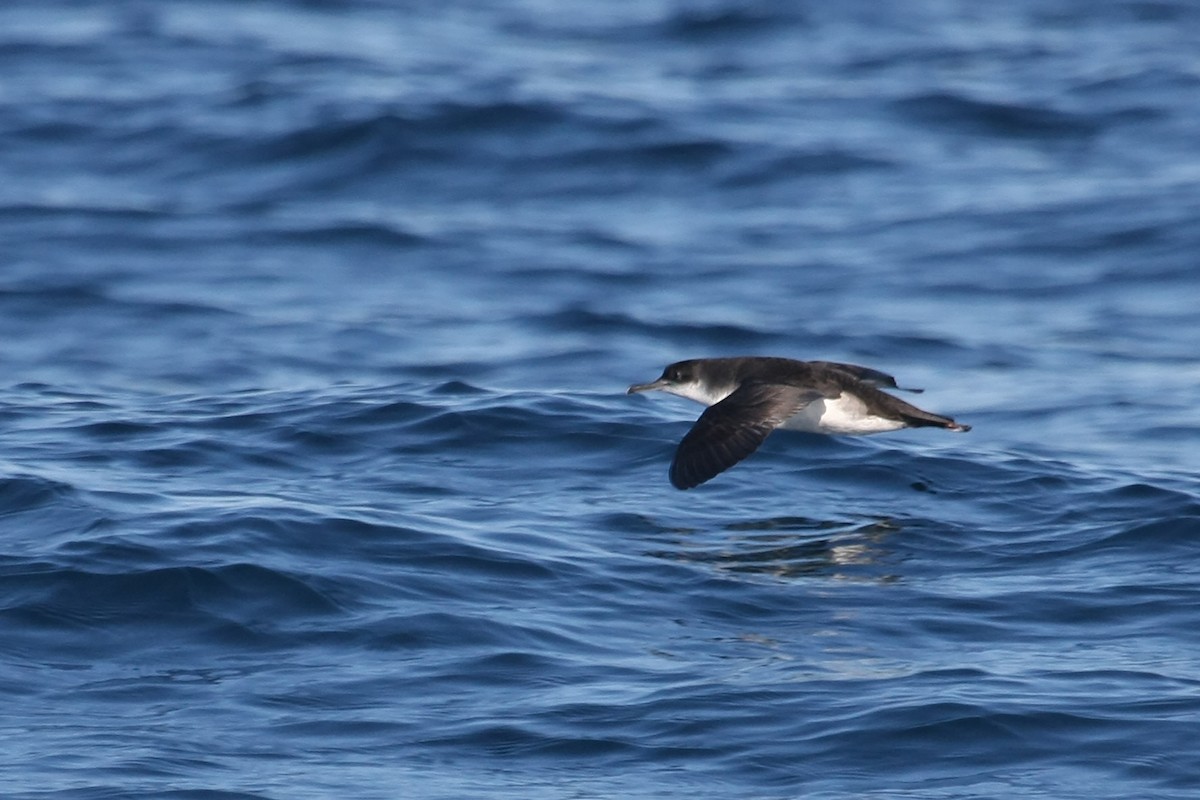 Pardela Mediterránea - ML195064911