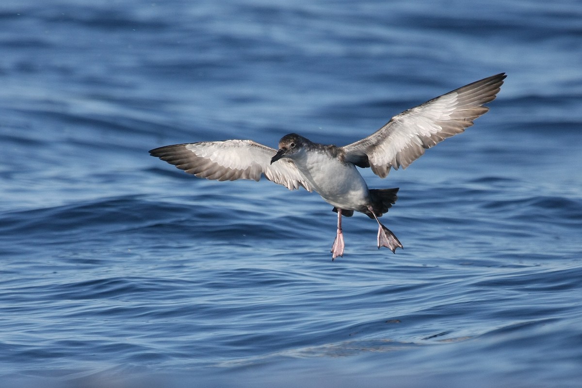 Yelkouan Shearwater - Miguel Rouco