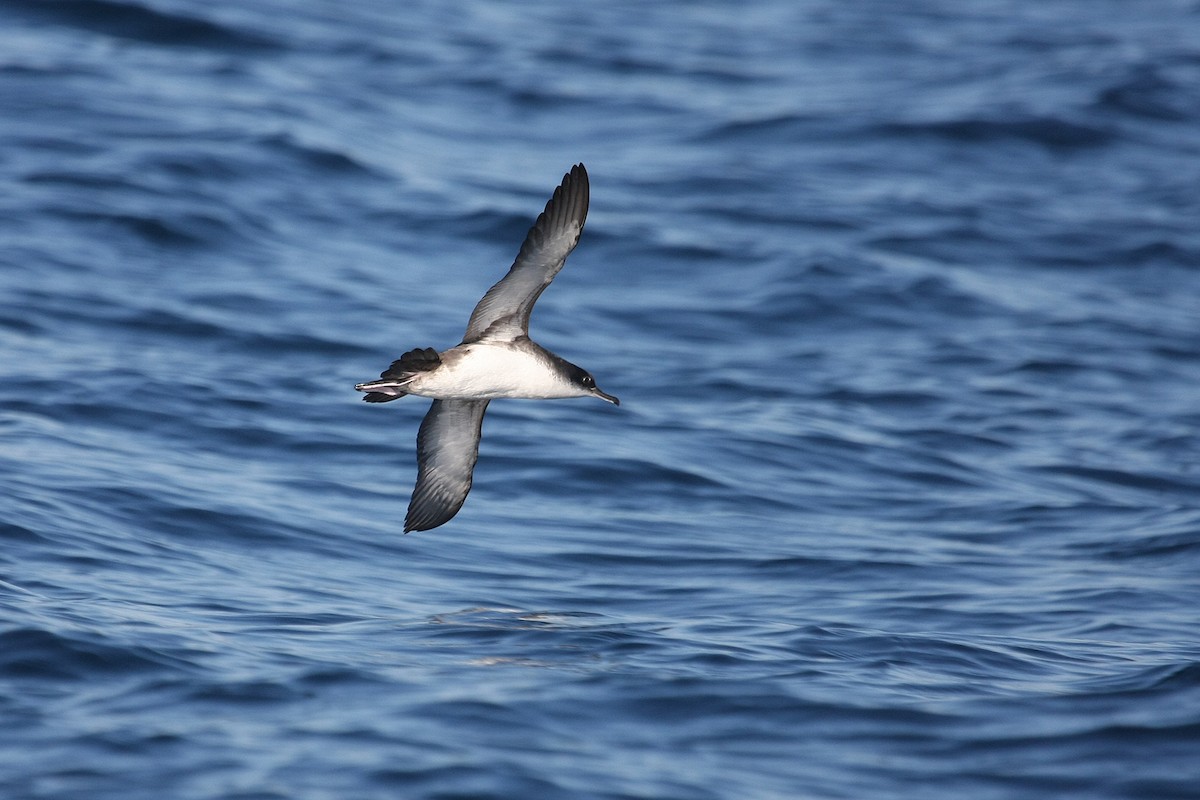 Yelkouan Shearwater - Miguel Rouco