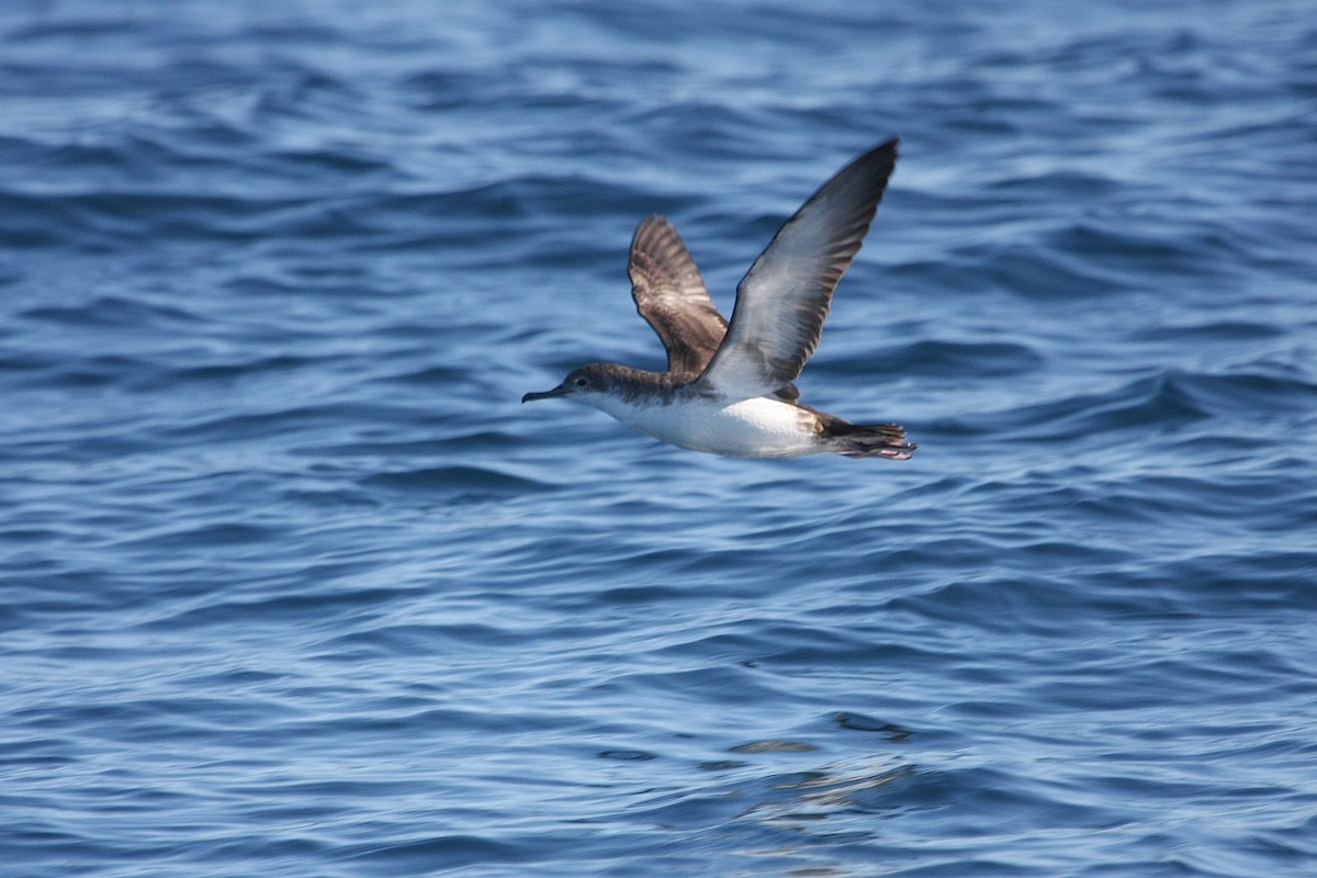 Yelkouan Shearwater - Miguel Rouco