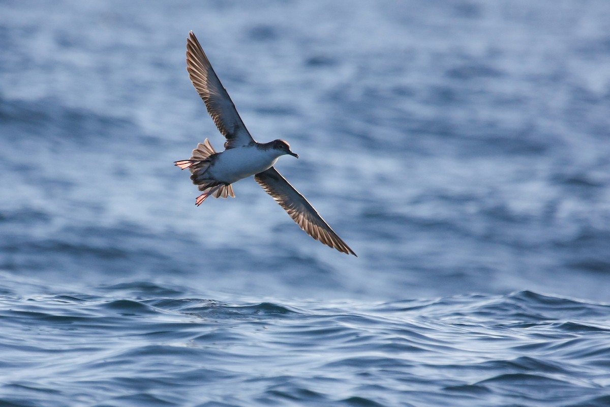 Yelkouan Shearwater - ML195064961