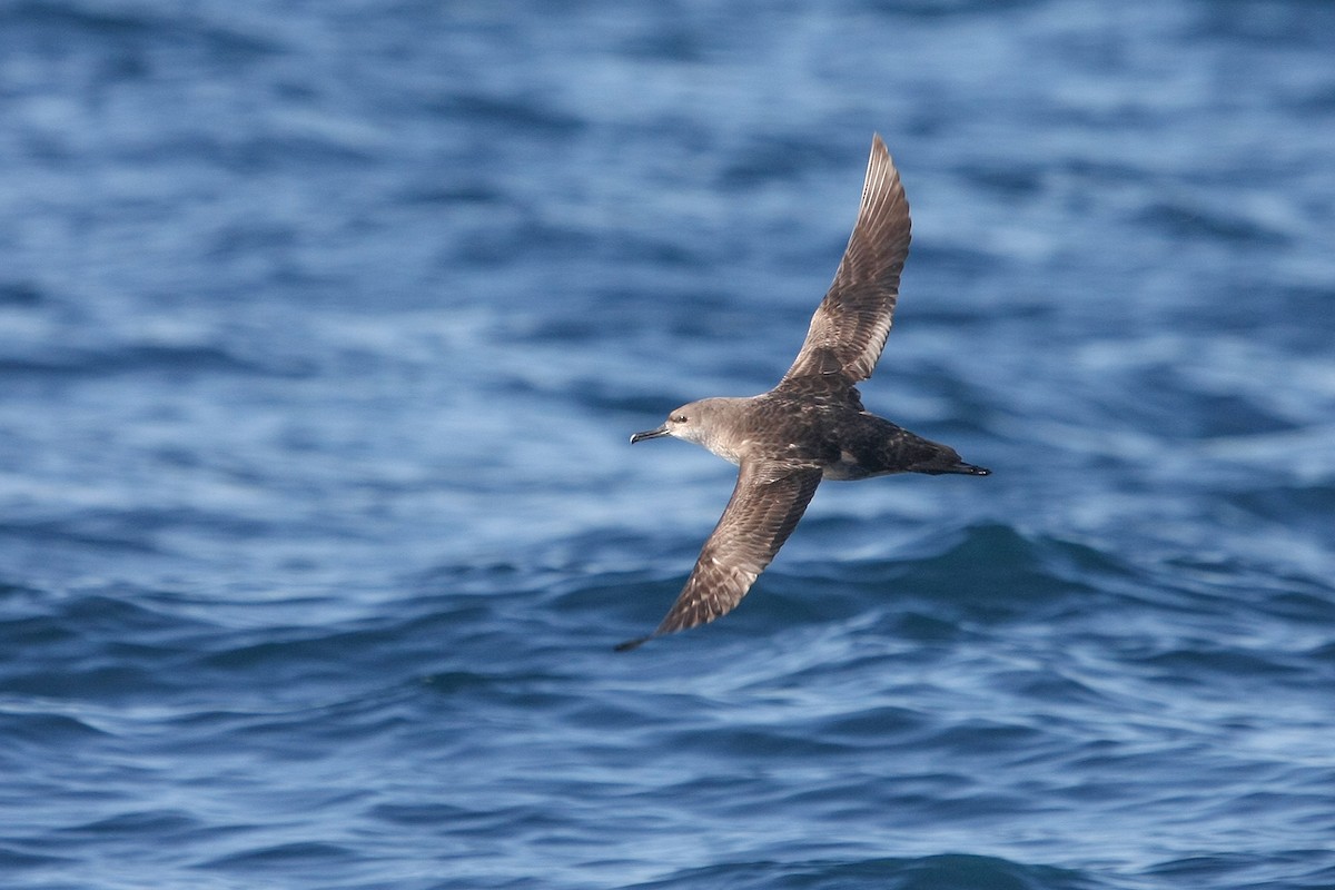 Balearic Shearwater - Miguel Rouco