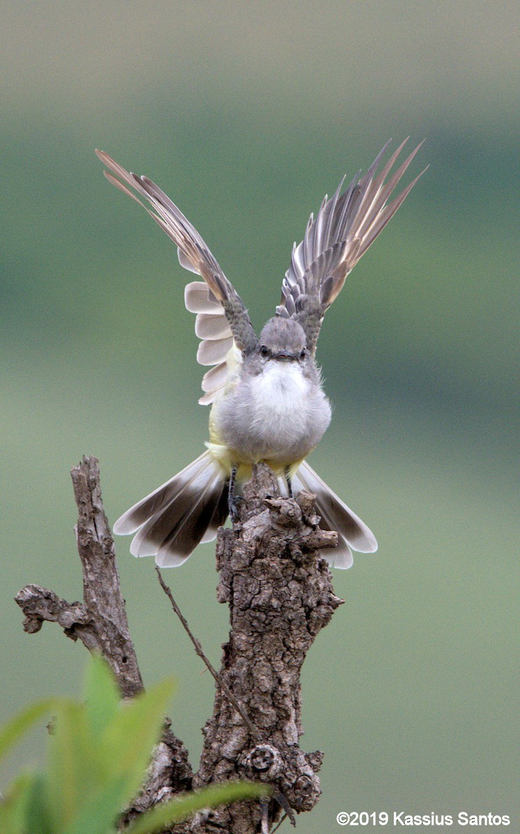 Chapada Flycatcher - Kassius Santos