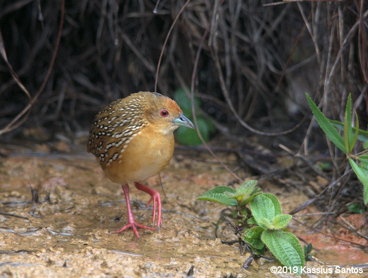 Ocellated Crake - ML195066331