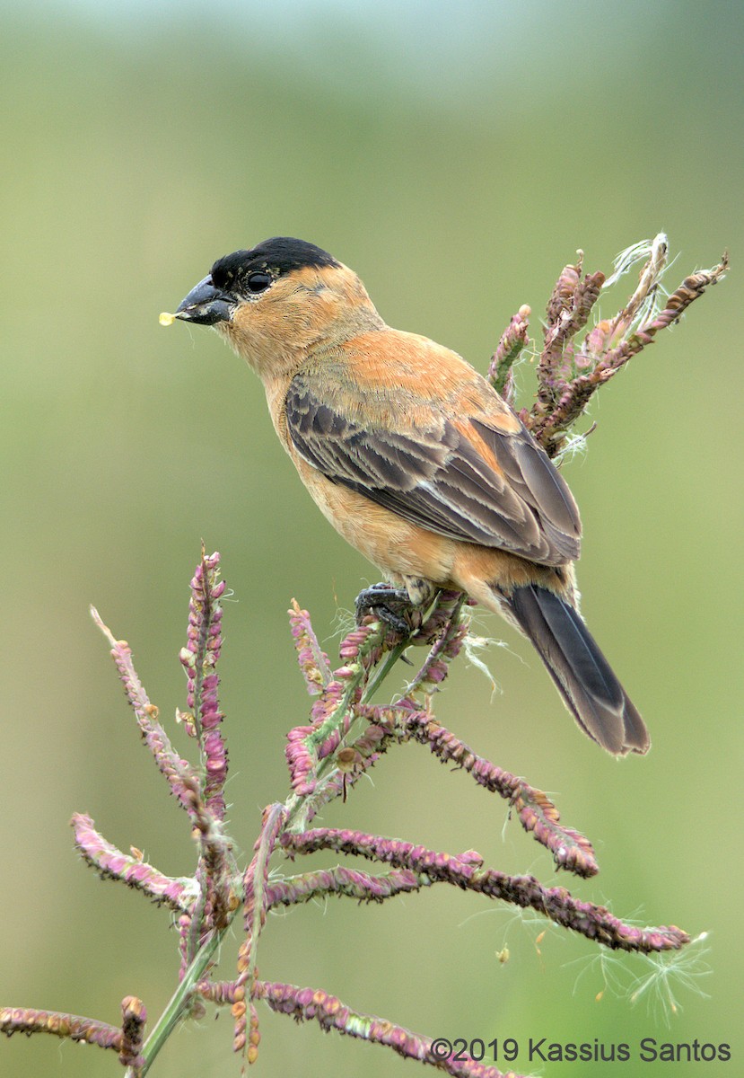 Copper Seedeater - Kassius Santos