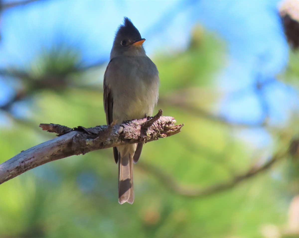 Greater Pewee - ML195067541