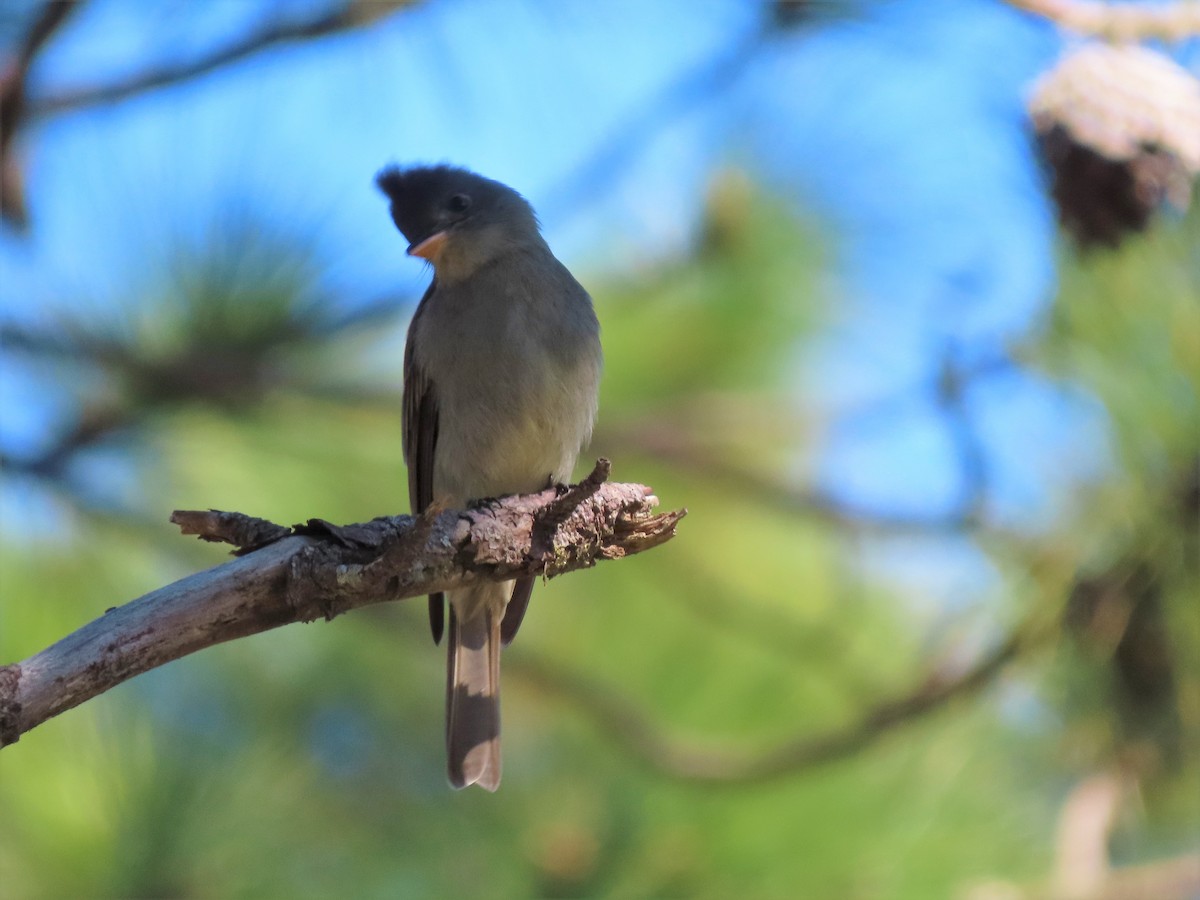 Greater Pewee - ML195067661