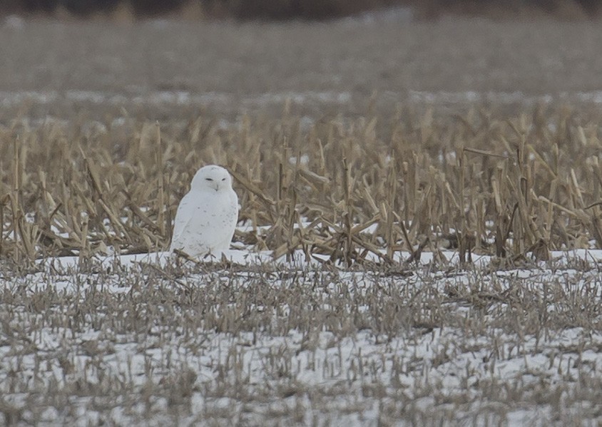 Snowy Owl - ML195068561