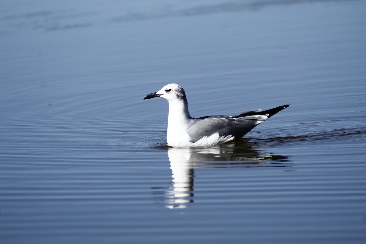 Laughing Gull - ML195068771