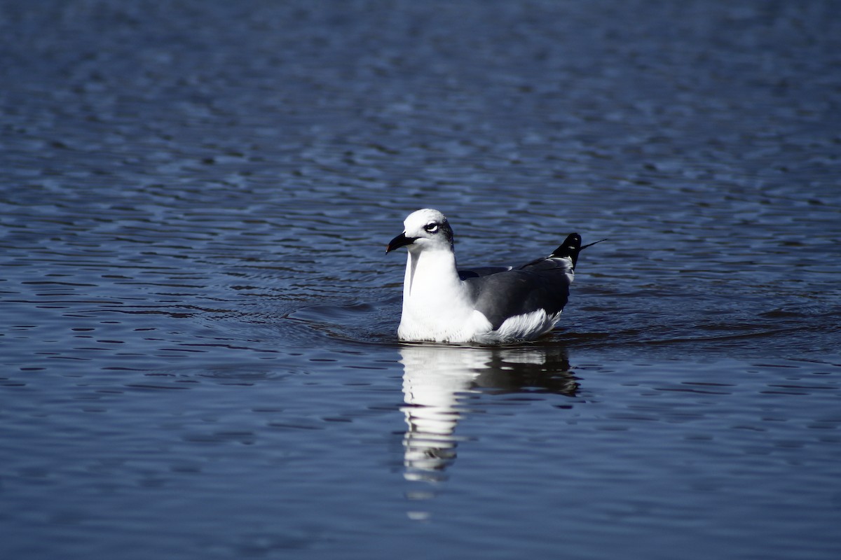 Laughing Gull - ML195068961