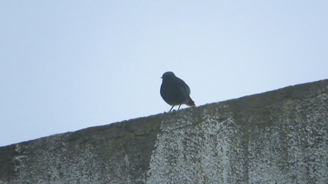 Black Redstart - ML195069091