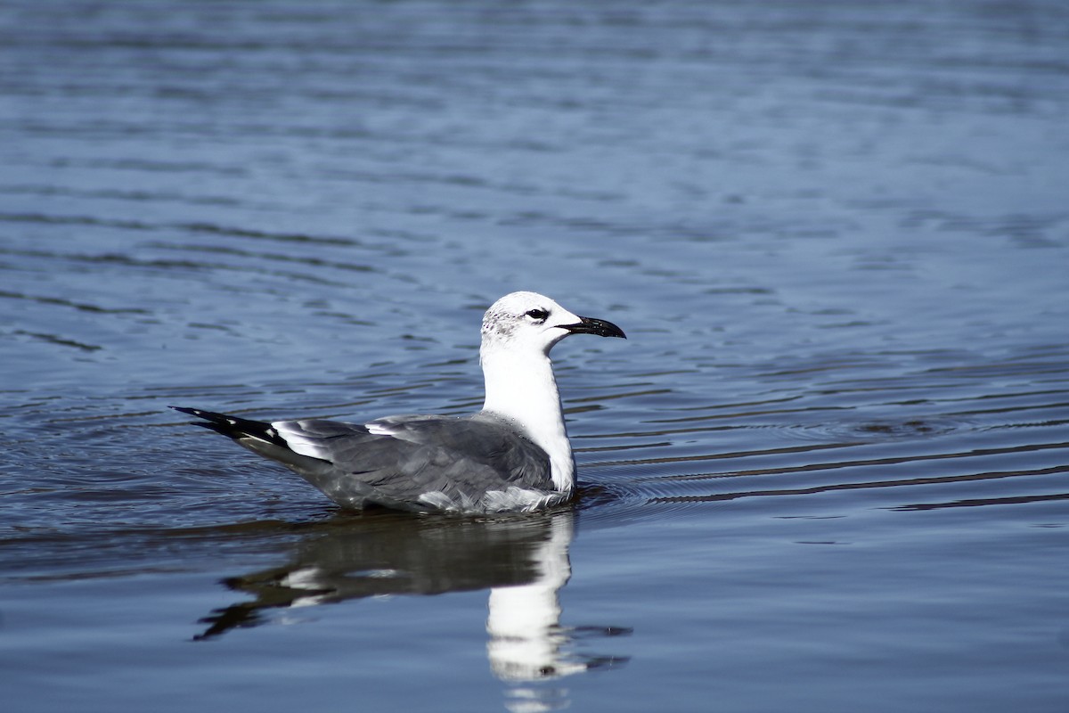 Laughing Gull - ML195069121