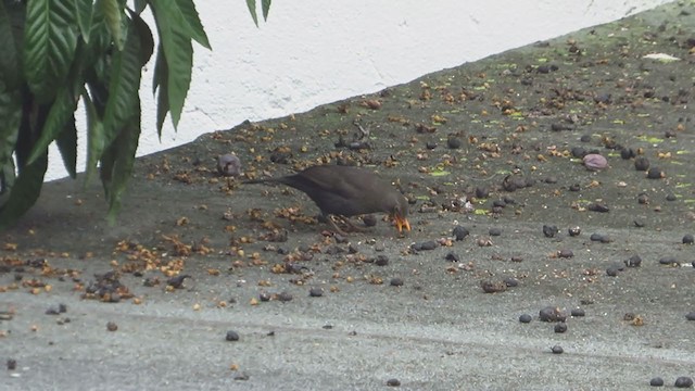 Eurasian Blackbird - ML195069261