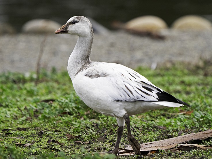 Ross's Goose - ML195069321