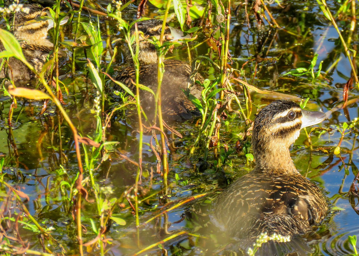 Masked Duck - ML195069851