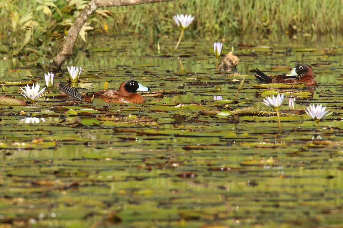 Masked Duck - ML195070081