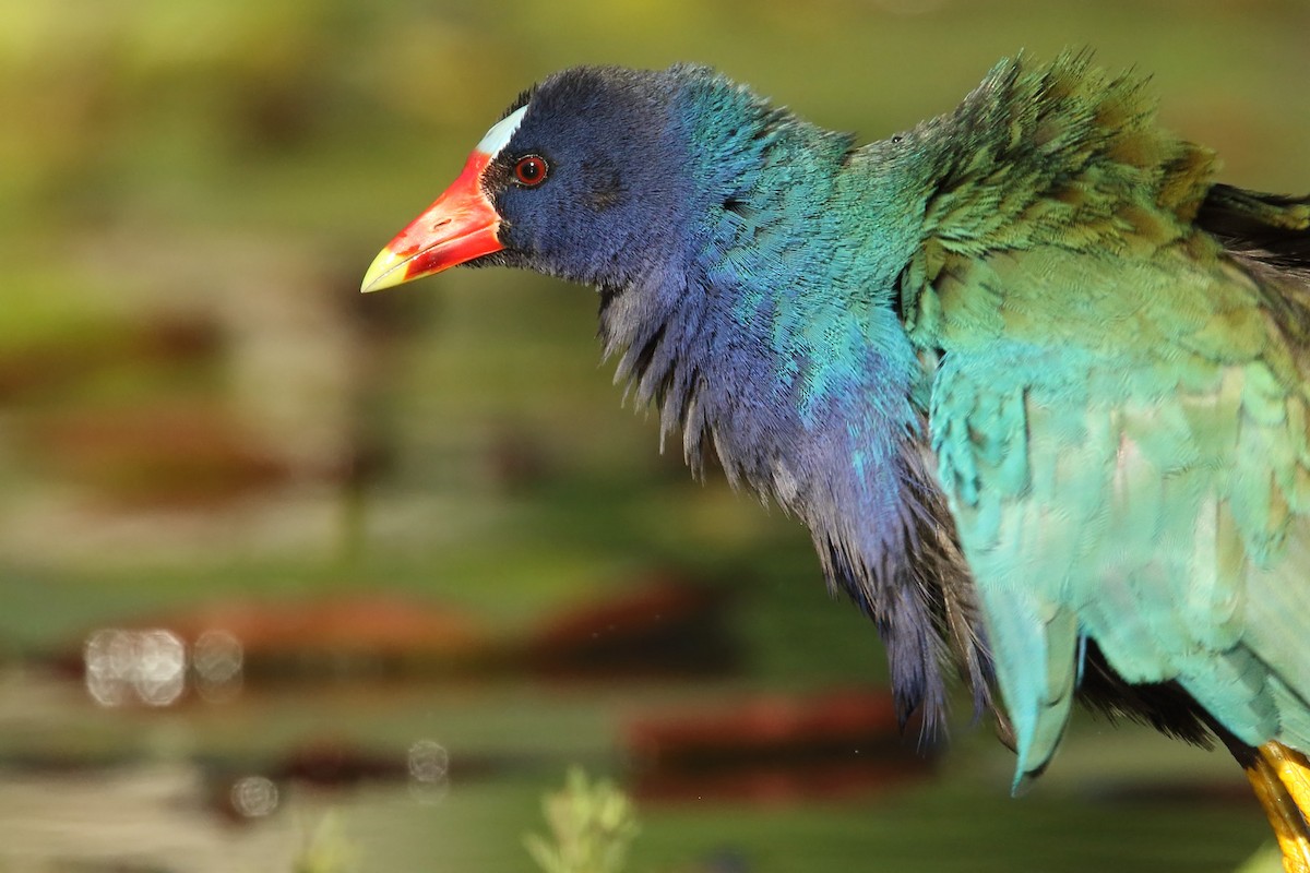 Purple Gallinule - ML195070281