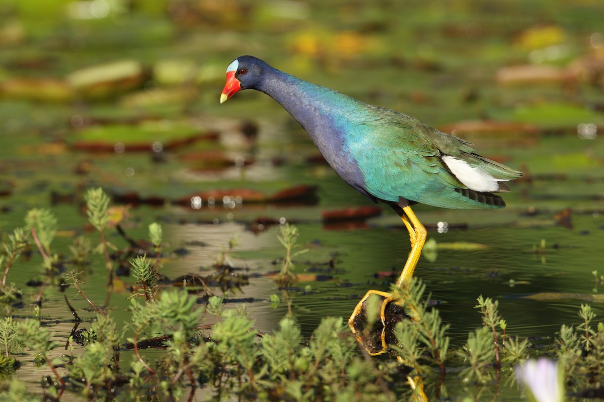 Purple Gallinule - ML195070291