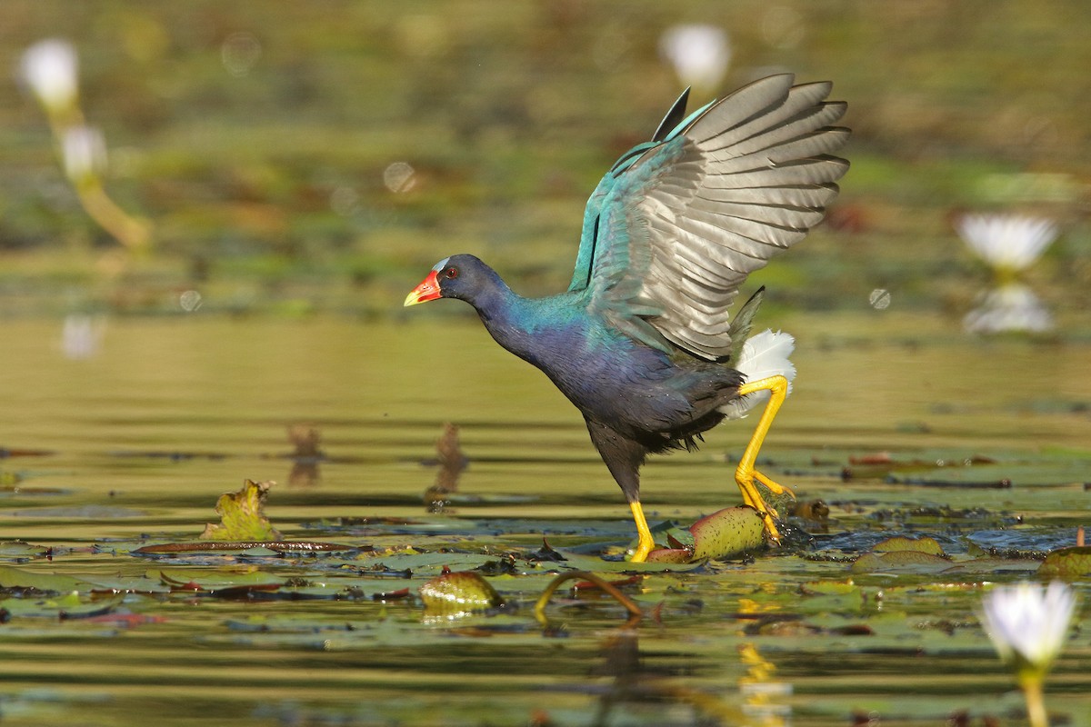 Purple Gallinule - ML195070311