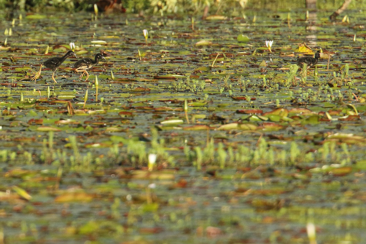 Purple Gallinule - ML195070361