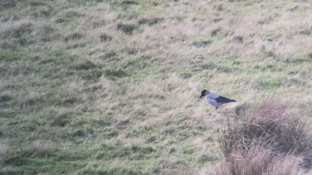 Hooded Crow - ML195071301