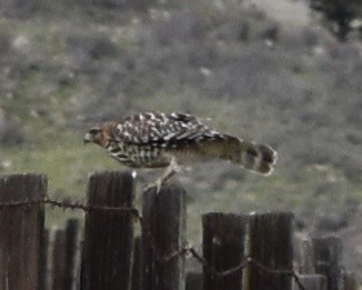 Red-shouldered Hawk - ML195075201