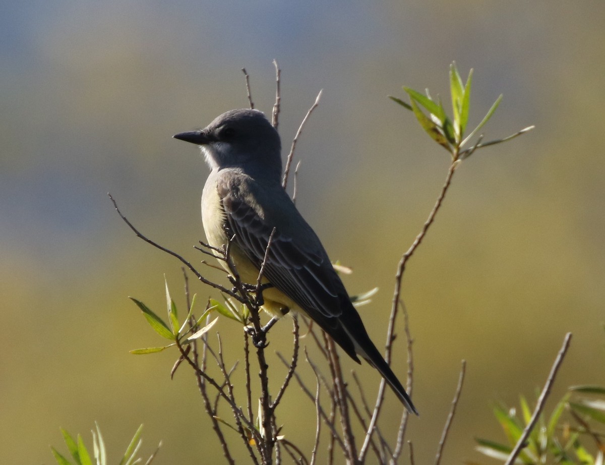 Cassin's Kingbird - Mike "mlovest" Miller