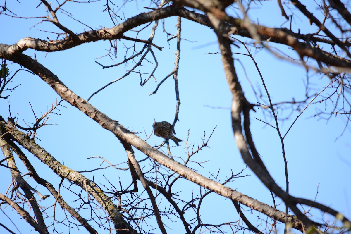 Pine Siskin - ML195081761