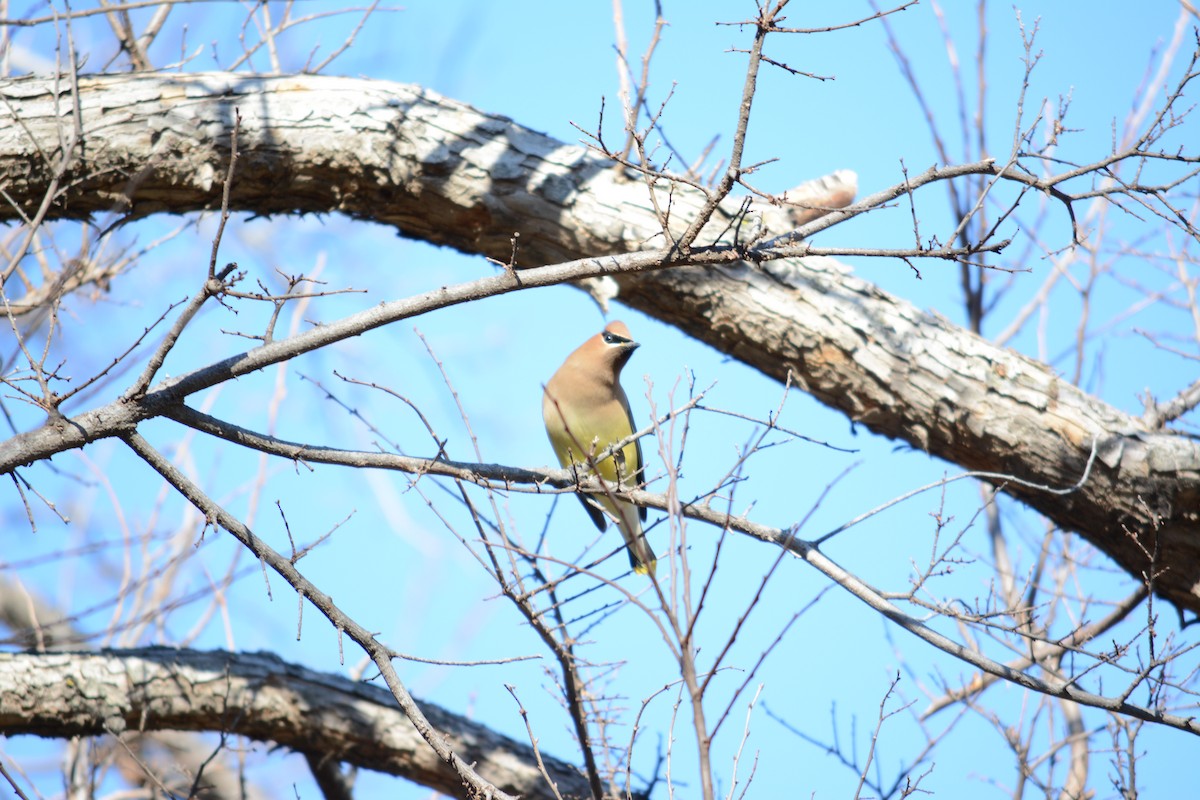 Cedar Waxwing - ML195082601